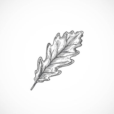 Autumn Oak Leaf Hand Çekim Vektörü İllüstrasyonu. Soyut Botanik Çizim.