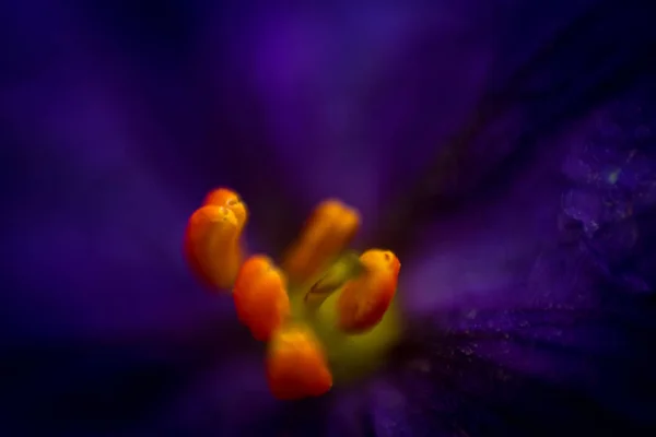 Macro Fiore Viola Che Sta Riempiendo Germoglio Con Dettagli Colore — Foto Stock