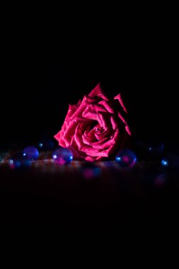 Karanlıkla çevrili kırmızı bir gül.