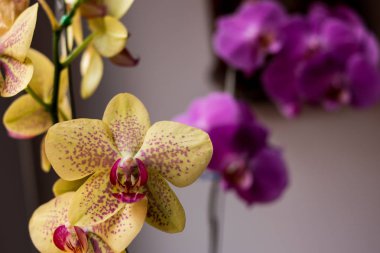 İki orkide var, biri sarı ve diğeri mor, evin içinde ve bir pencere için ışıklandırıyorlar..