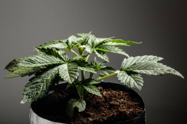 Kavanozda yaprakları damlayan esrar bitkisi