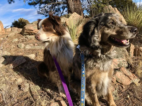 Two Australian Shepherd dogs enjoying the view in the sunshine