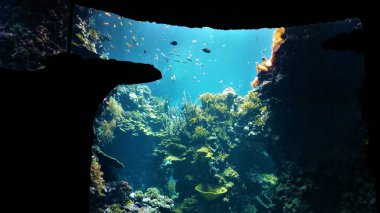 Einem Hayvanat Bahçesinde Balıkçılık