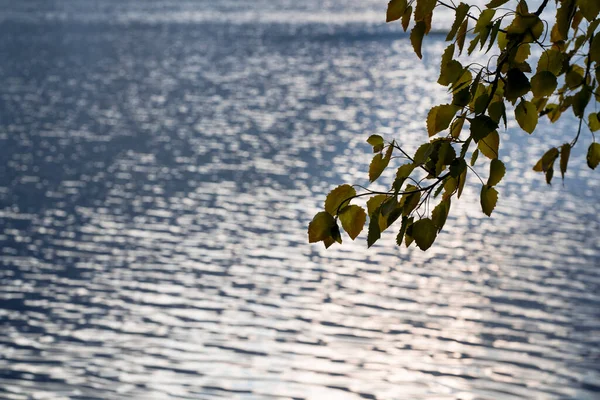 Tree branch over the lake — Stock Photo, Image