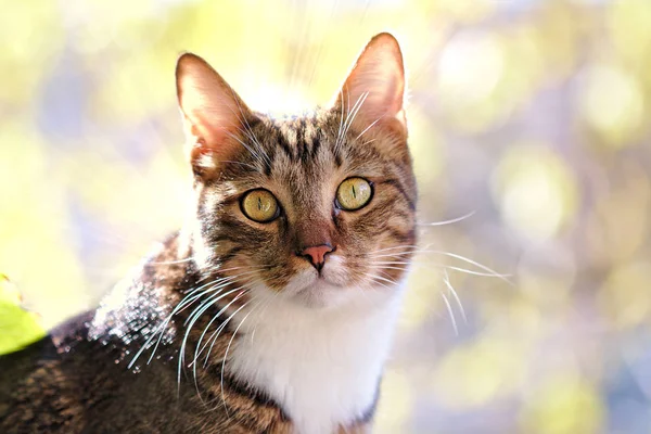 Chat domestique rayé dans les rayons du soleil — Photo