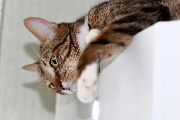 Полосатая короткошерстная кошка лежит на холодильнике — стоковое фото