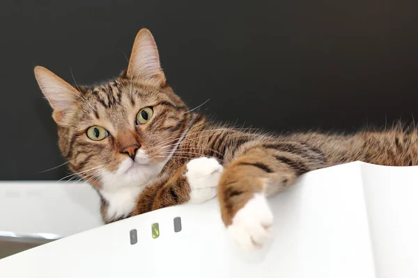 Gato doméstico listrado observa da geladeira — Fotografia de Stock