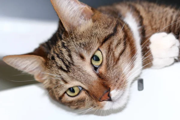 Gestreifte kurzhaarige Katze lag auf dem Kühlschrank — Stockfoto