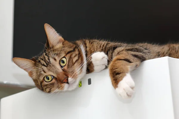 Gestreifte Katze auf einem Kühlschrank — Stockfoto