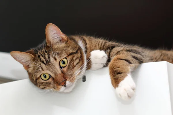 Gato doméstico de pêlo curto em cima de um frigorífico — Fotografia de Stock