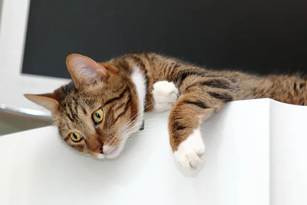 Gato doméstico de pêlo curto em um refrigerador — Fotografia de Stock