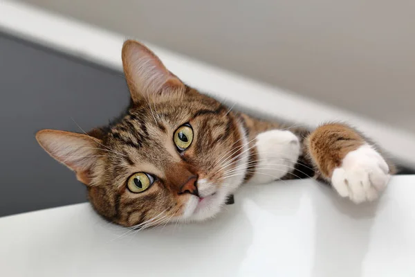 Maulkorb der Hauskatze auf dem Kühlschrank liegend — Stockfoto