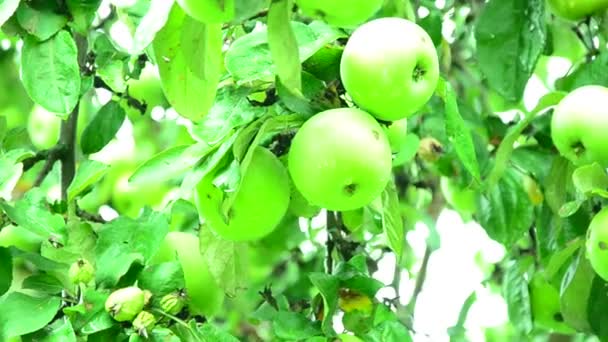 Manzanas en el jardín. — Vídeo de stock