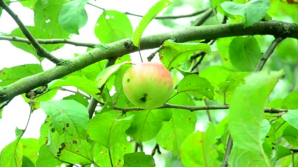 Manzanas en el jardín. — Vídeo de stock