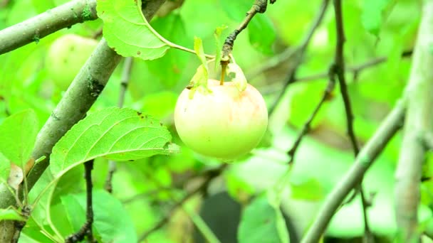 Manzanas en el jardín. — Vídeo de stock