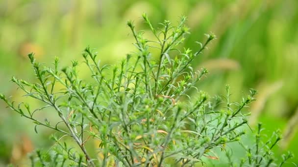 De bloem in de tuin. — Stockvideo