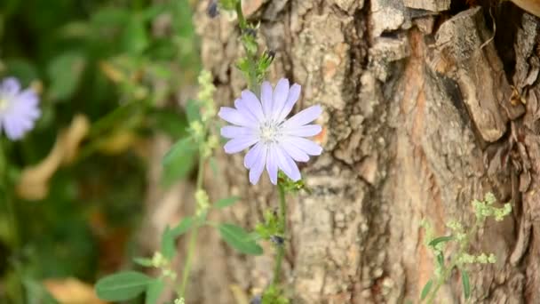 La fleur dans le jardin . — Video