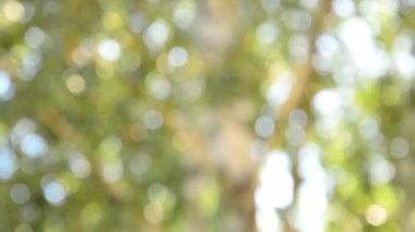  Huş ağacı üzerinde duruluyor.