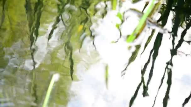Weerspiegeling van planten in water. — Stockvideo