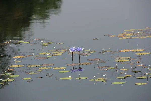 Several Blue Lotuses Quietly Drive Calm Lake — Stok fotoğraf