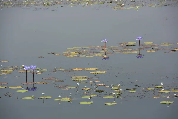 Beberapa Teratai Biru Diam Diam Mengemudi Danau Yang Tenang — Stok Foto