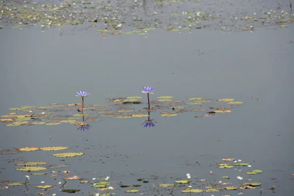 Several blue lotuses quietly drive on the calm lake