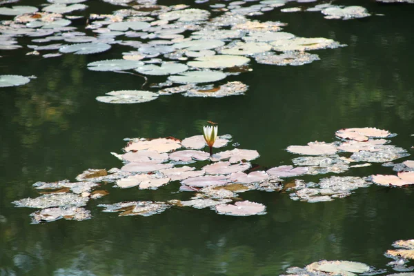 Several White Wild Lotus Flowers Driving Quietly Calm Lake — Stok fotoğraf