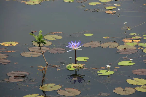 Blue Lotus Blooming Lake Red Dragonfly Resting Branch — Stok fotoğraf