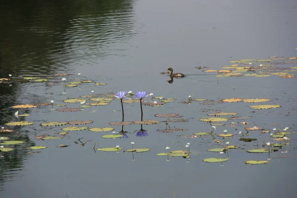 Danau Yang Tenang Daun Teratai Liar Teratai Biru Dan Bunga — Stok Foto