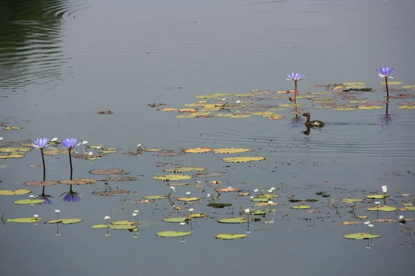 Danau Yang Tenang Daun Teratai Liar Teratai Biru Dan Bunga — Stok Foto