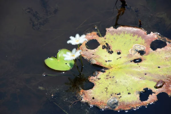 Ruined Lotus Leaf Quiet Lake Unknown Wild White Painting Quiet — Stok fotoğraf