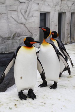 Kar ve buzda oynayan penguenler, kahverengi olanlar sadece genç imparator penguenleri. Bir cins olmamasına rağmen, herkes iyi geçinir. Penguen çok terbiyelidir, insanlardan korkmaz.