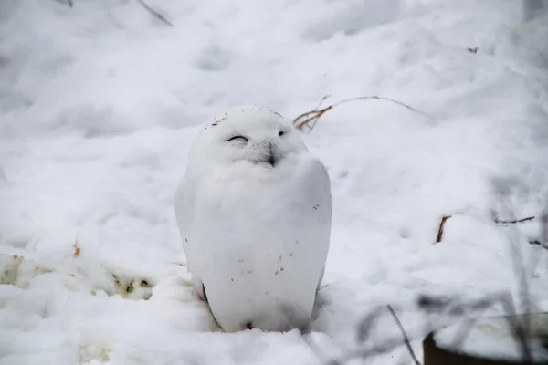 Λευκή Κουκουβάγια Που Σχεδόν Λιώνει Στο Χιόνι — Φωτογραφία Αρχείου