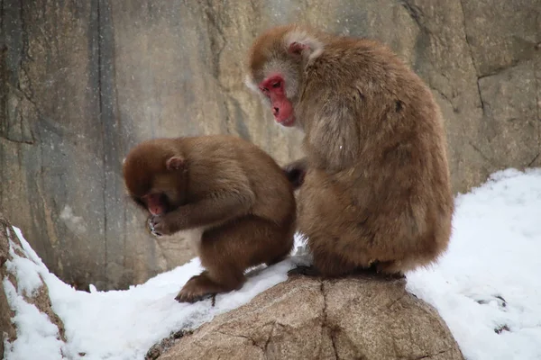 Мати Обожнює Мавп Після Сильного Снігу Маленька Мавпа Схопила Жменьку — стокове фото