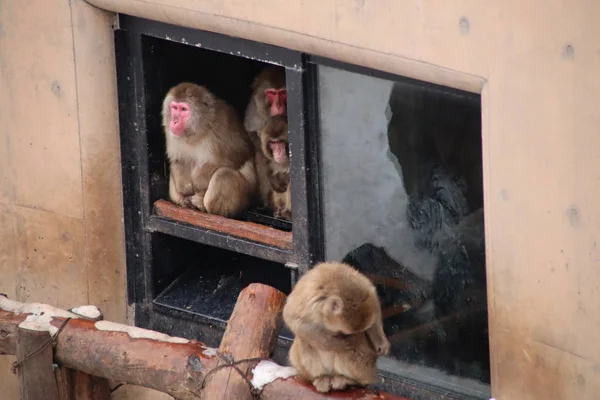 Мавпа Зберігає Тепло Вікні — стокове фото