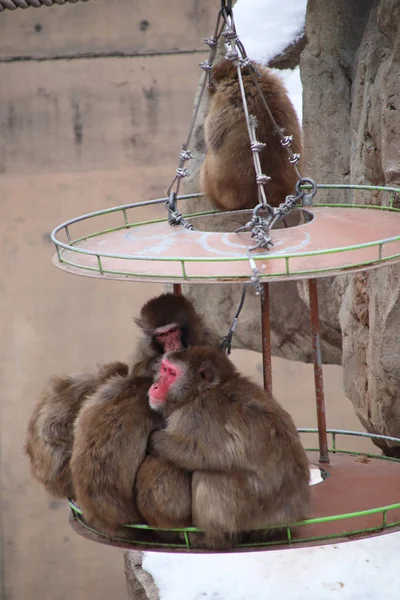 Мавпи Охоплюють Один Одного Після Сильних Снігопадів Холодної Погоди Мавпи — стокове фото