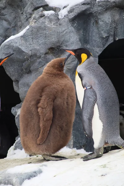 Los Pingüinos Que Juegan Nieve Hielo Los Marrones Son Solo —  Fotos de Stock