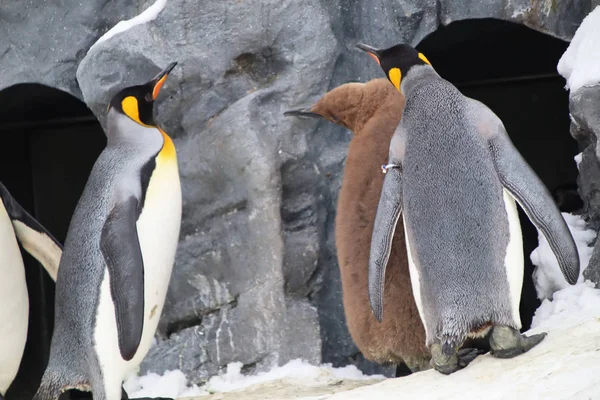 Los Pingüinos Que Juegan Nieve Hielo Los Marrones Son Solo — Foto de Stock