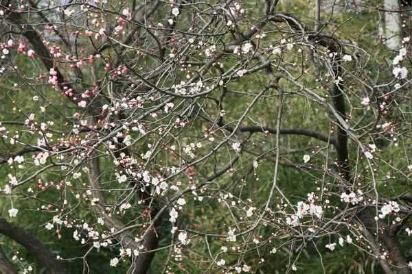 White Pink Peach Blossoms Mountains — Stok fotoğraf