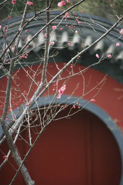 Alte Gebäude Und Rosa Pfirsichblüten Ergänzen Sich — Stockfoto
