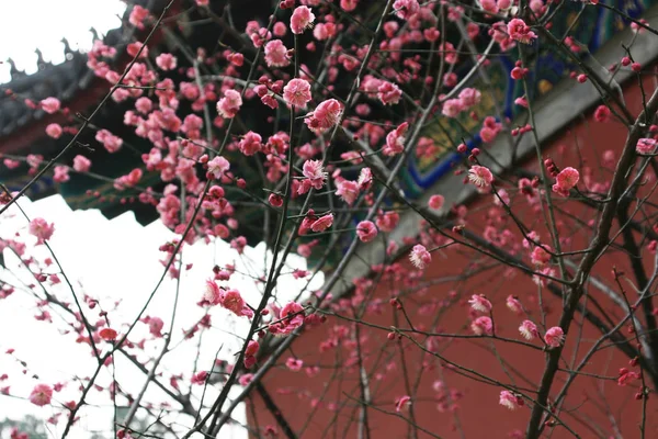 Ancient buildings and pink peach blossoms complement each other