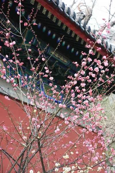 Ancient buildings and pink peach blossoms complement each other