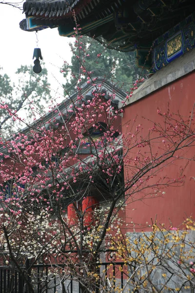 Antik Binalar Pembe Şeftali Çiçekleri Birbirlerini Tamamlıyorlar — Stok fotoğraf