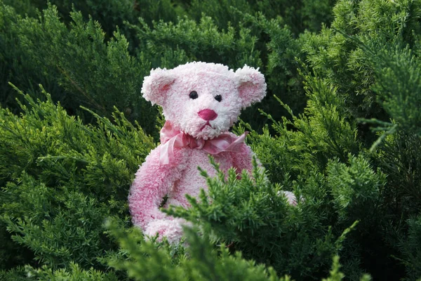 Lindo Oso Peluche Hierba Flores —  Fotos de Stock