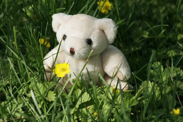 Cute teddy bear in grass and flowers