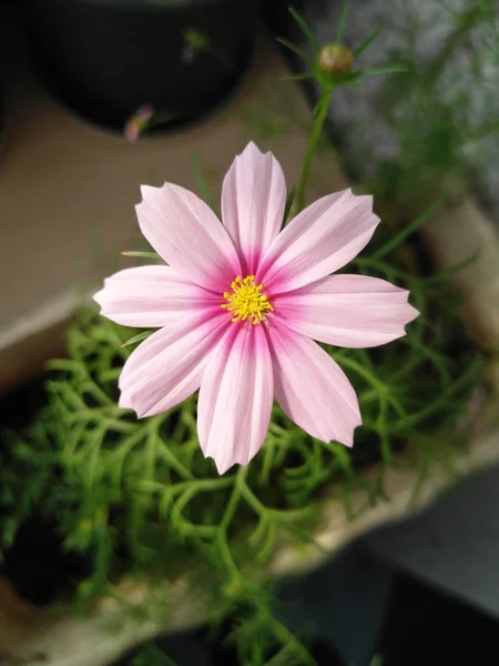 Primo Piano Fiori Cosmo Rosa Viola Chiaro Fiore Giallo Può — Foto Stock