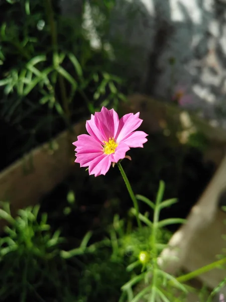 Close Pink Light Purple Cosmos Flowers Yellow Flower Can Seen — 스톡 사진