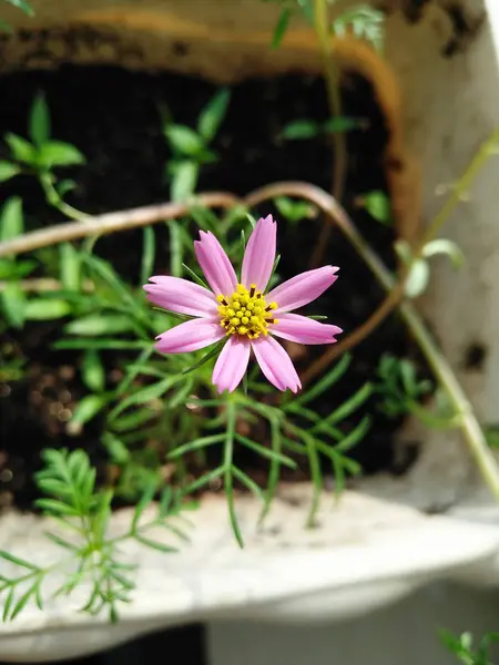 Primer Plano Rosa Púrpura Claro Cosmos Flores Flor Amarilla Puede —  Fotos de Stock