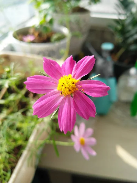 Close Pink Light Purple Cosmos Flowers Yellow Flower Can Seen — Stok fotoğraf