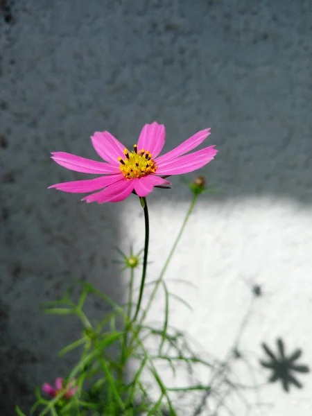 Közelkép Rózsaszín Világos Lila Kozmosz Virágok Sárga Virág Látható Nagyon — Stock Fotó